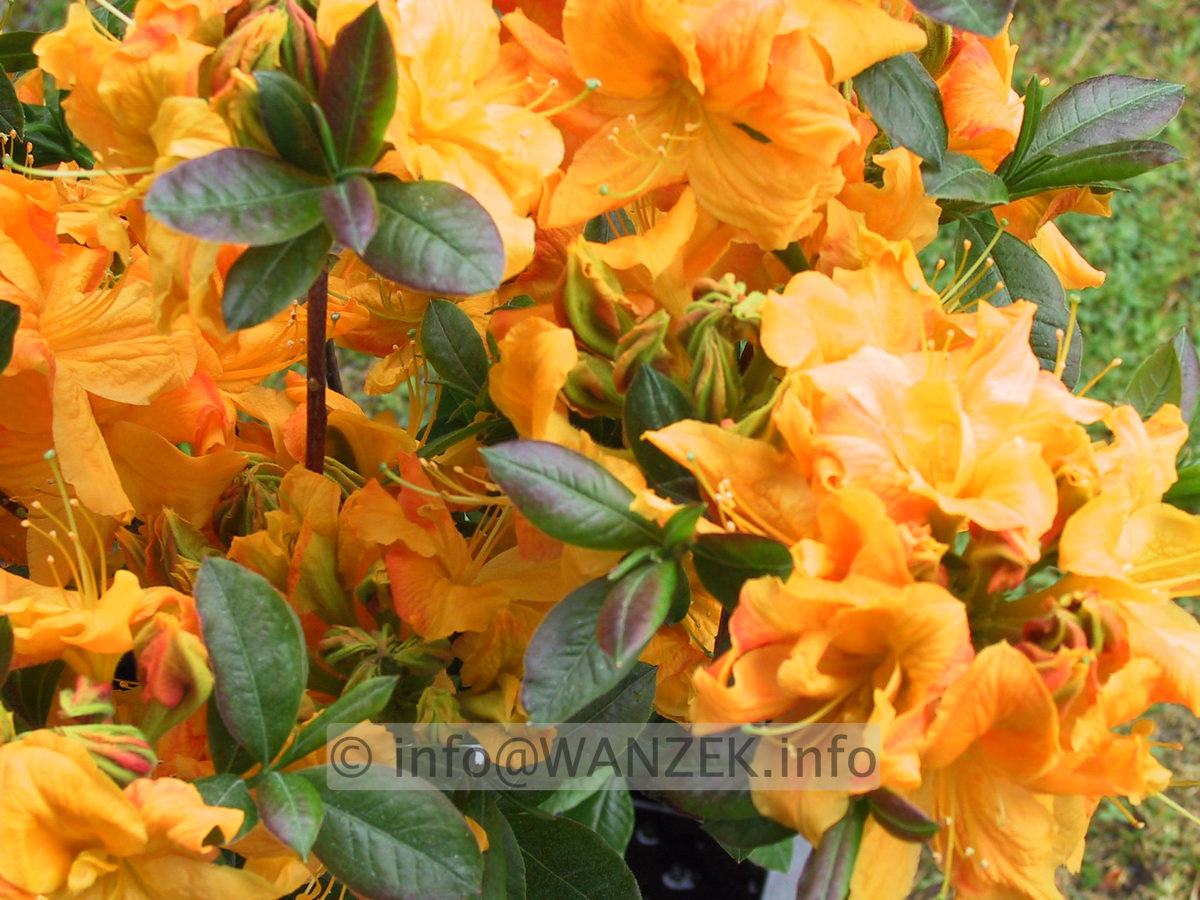 Azalea knaphill Klondyke 02.JPG